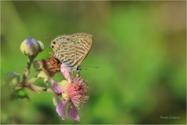 <p>MODRÁSEK TAŽNÝ (Leptotes pirithous) Řecko - Kréta ---- / Lang's short-tailed blue - Kleiner Wanderbläuling/</p>